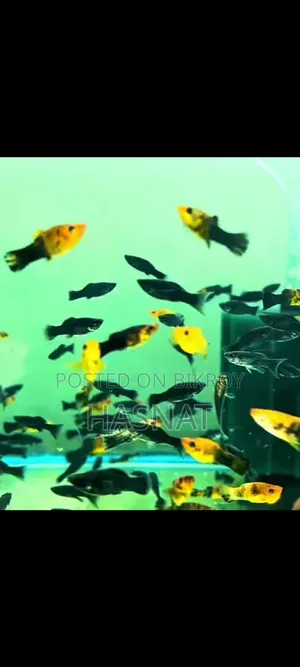 Molly Fish Sale