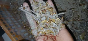 হাস-মুরগির খাবার প্রোটিন বিটল পোকা