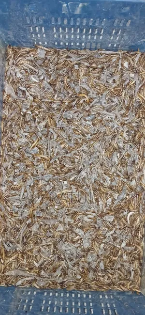 হাস-মুরগির খাবার প্রোটিন বিটল পোকা