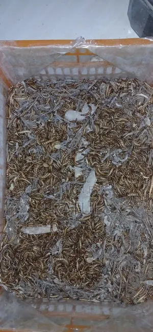 হাস-মুরগির খাবার প্রোটিন বিটল পোকা