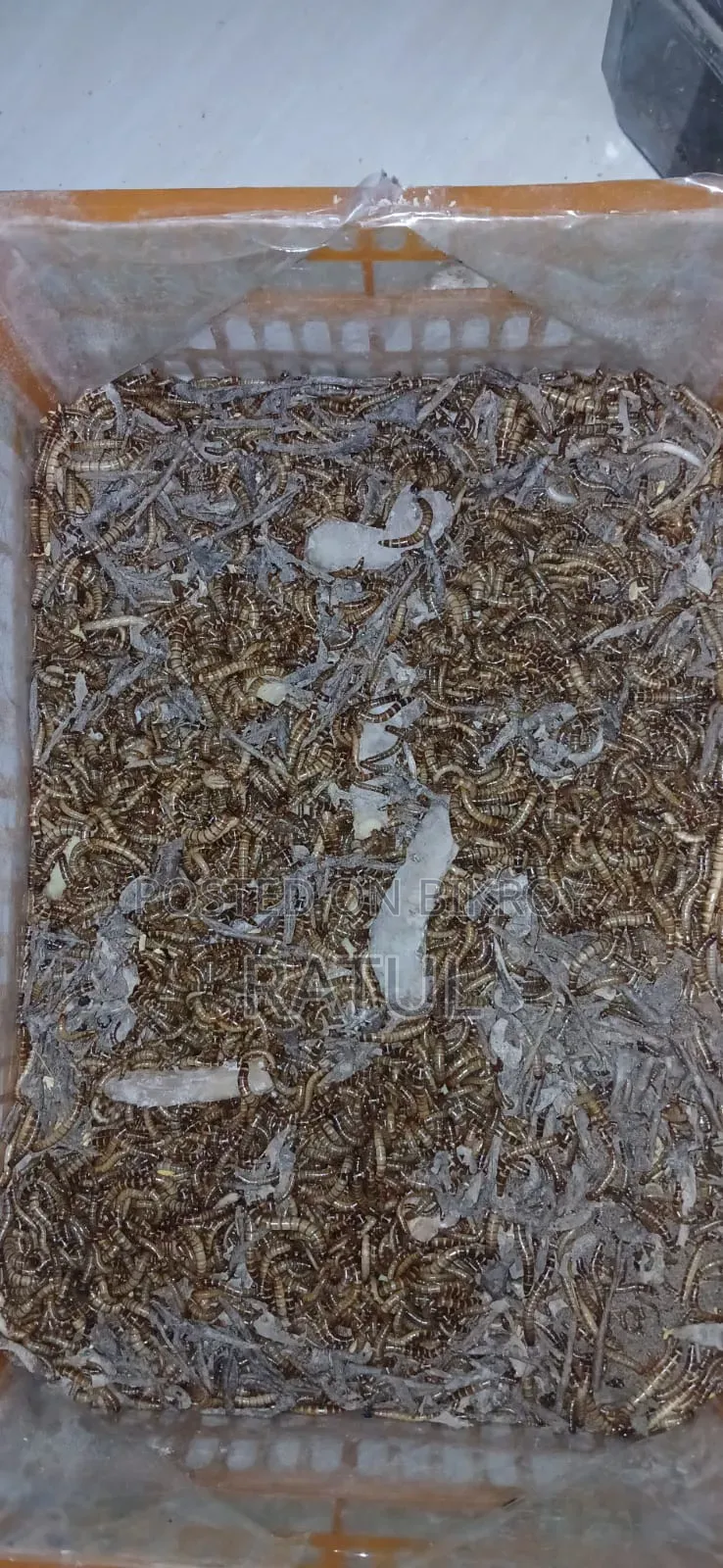 হাস-মুরগির খাবার প্রোটিন বিটল পোকা