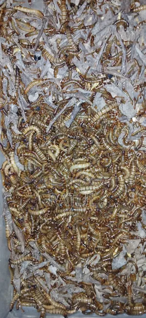 হাস-মুরগির খাবার প্রোটিন বিটল পোকা