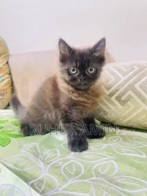 1-3 Months Female Purebred Persian Cat