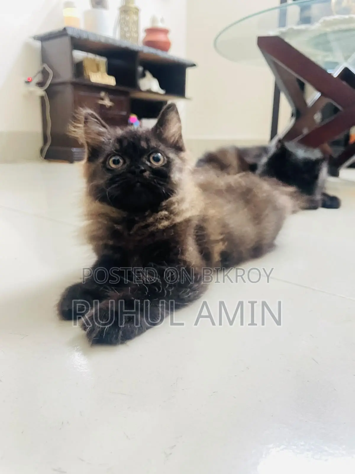 1-3 Months Female Purebred Persian Cat