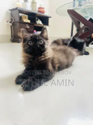 1-3 Months Female Purebred Persian Cat