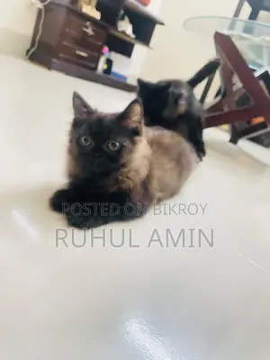 1-3 Months Female Purebred Persian Cat