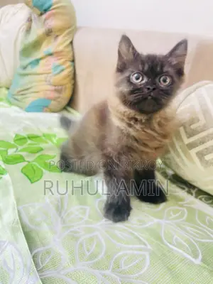 1-3 Months Female Purebred Persian Cat