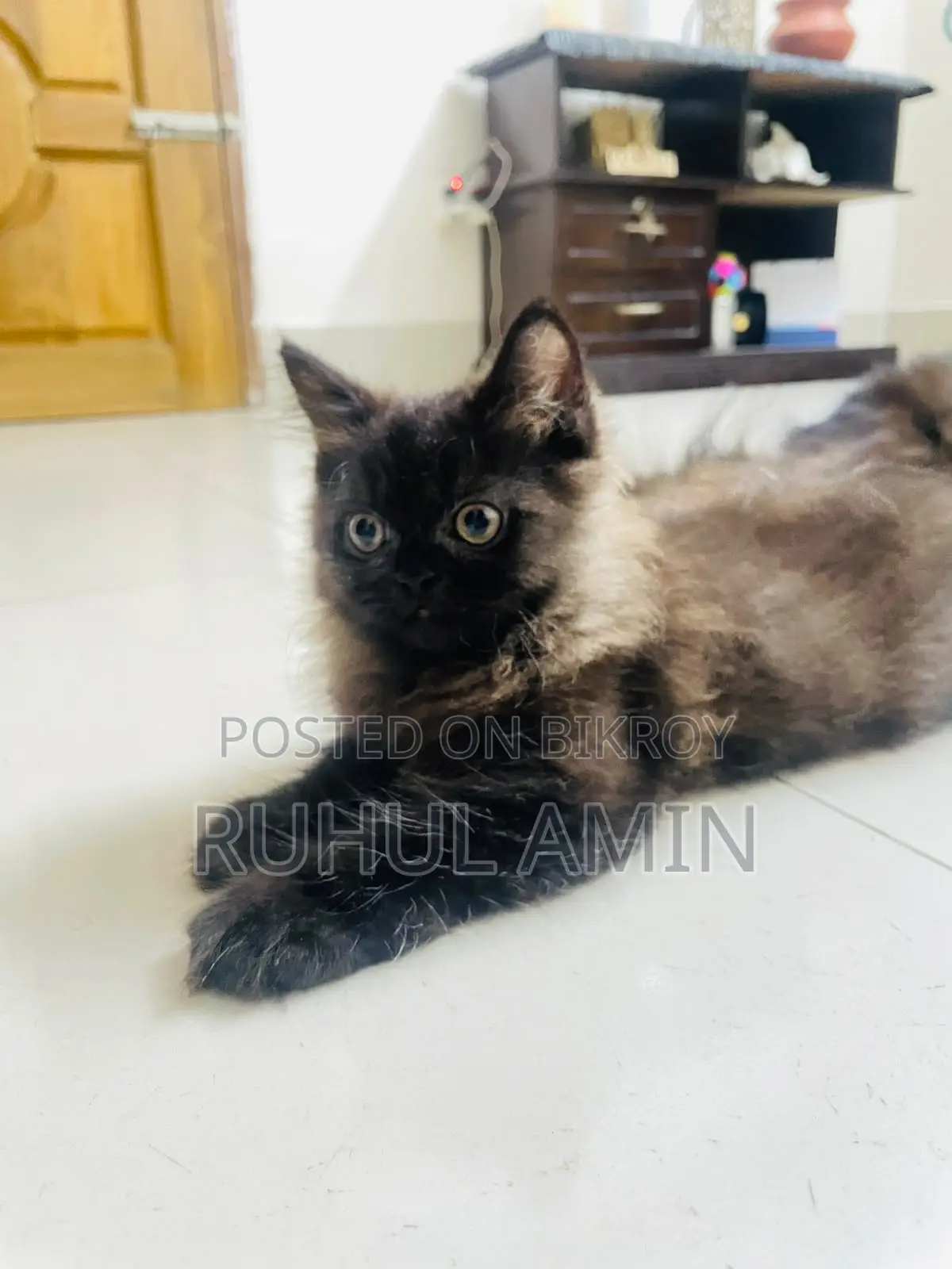 1-3 Months Female Purebred Persian Cat