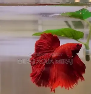 Super Red Betta