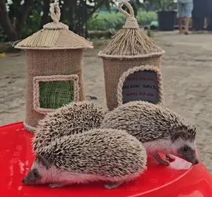 এক জোড়া রানিং পেয়ার হেজহগ বিক্রি হবে।