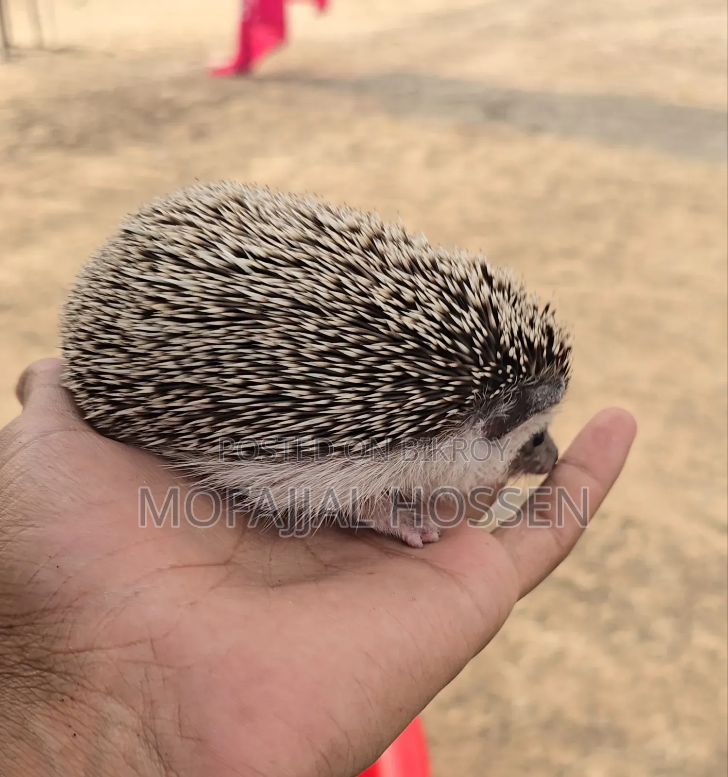 এক জোড়া রানিং পেয়ার হেজহগ বিক্রি হবে।