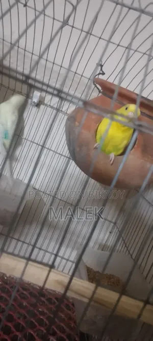 খাঁচাসহ পাখি