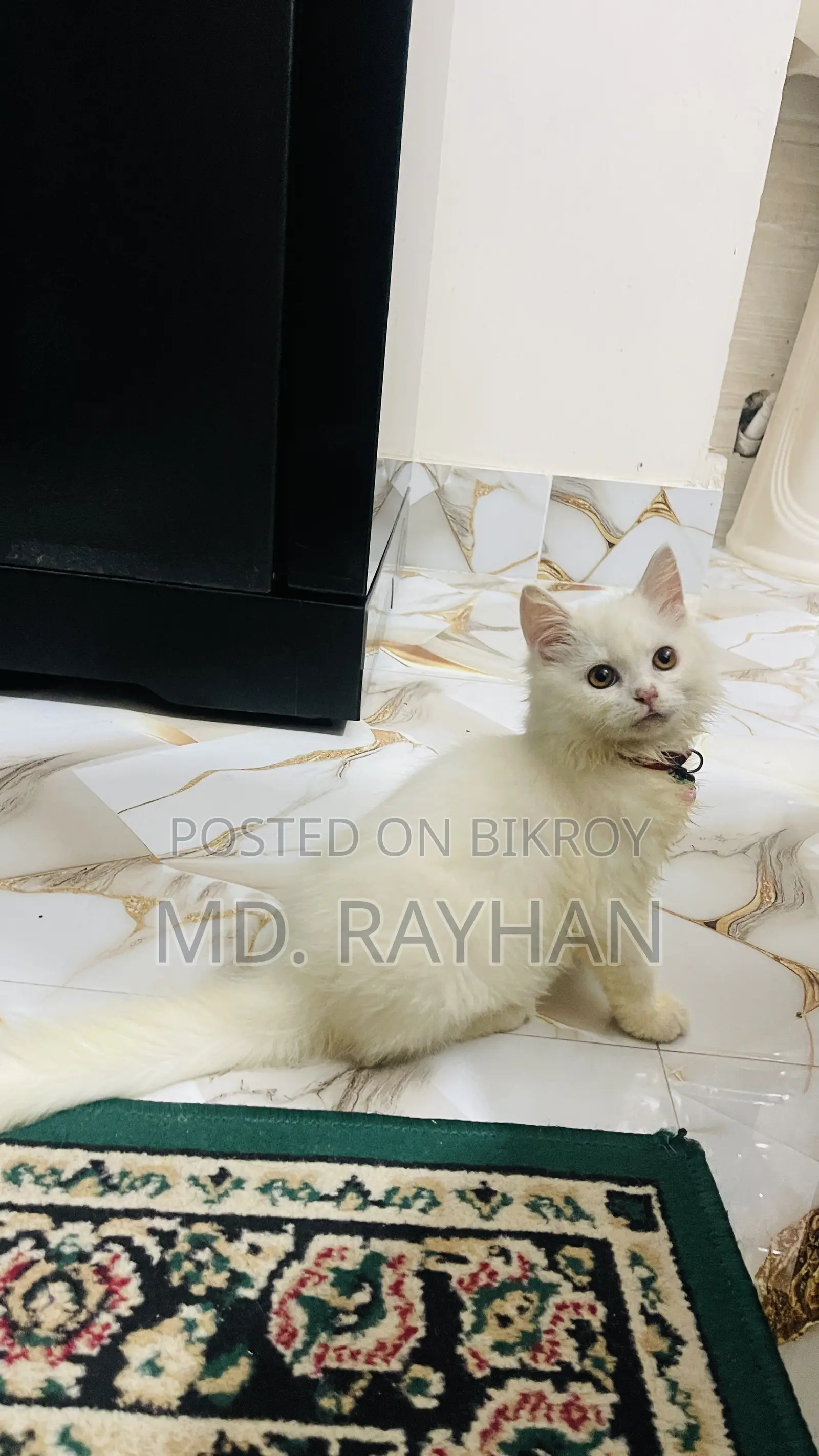 ১-৩ মাসের মেল পিউরব্রেড পার্সিয়ান