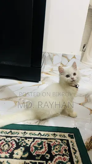 ১-৩ মাসের মেল পিউরব্রেড পার্সিয়ান