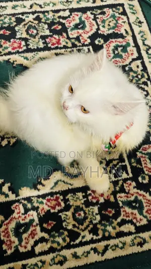 ১-৩ মাসের মেল পিউরব্রেড পার্সিয়ান