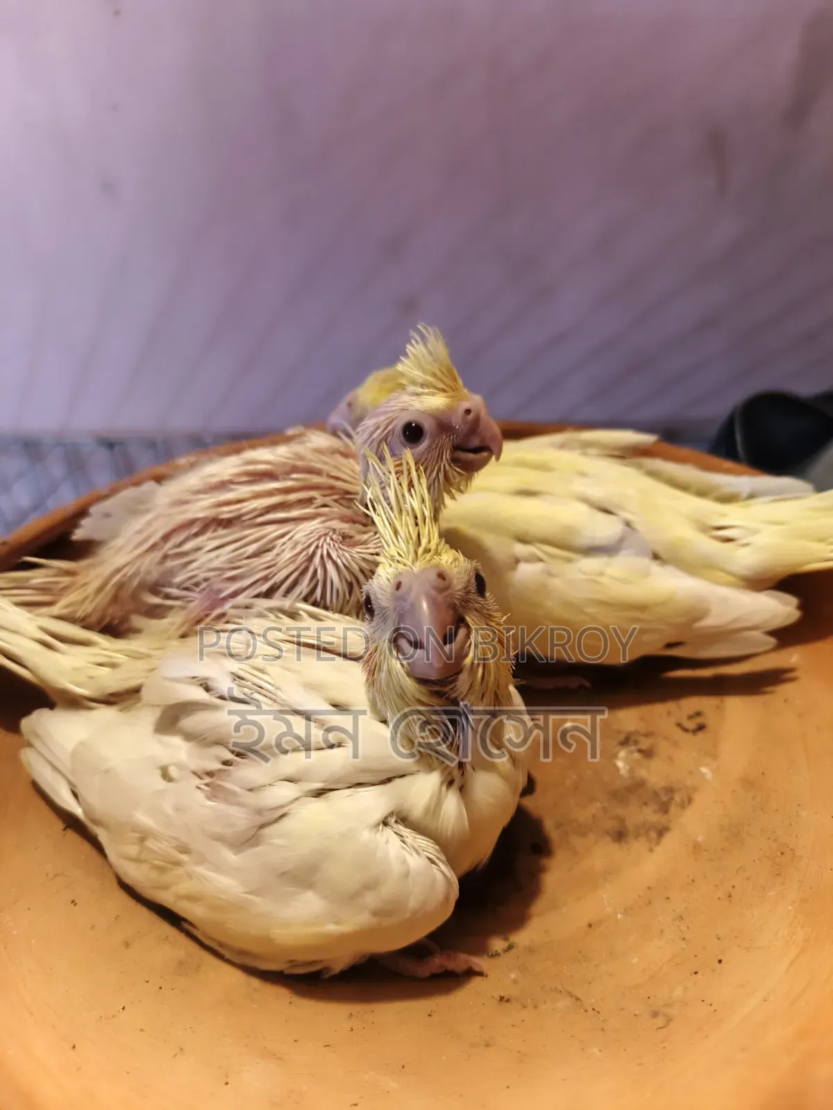 ককাটেল বেবি টেম সাইজ