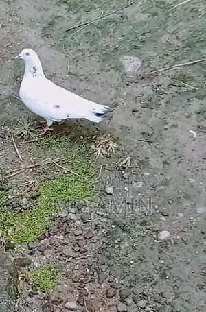 Local Pigeon