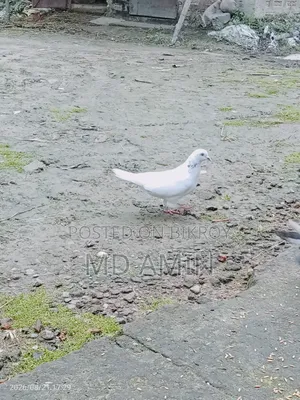 Local Pigeon