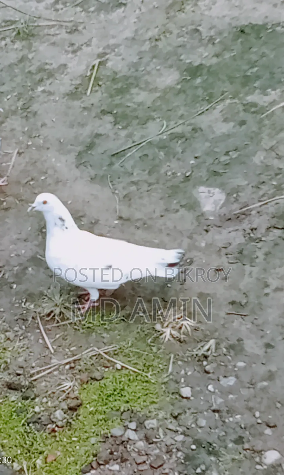 Local Pigeon