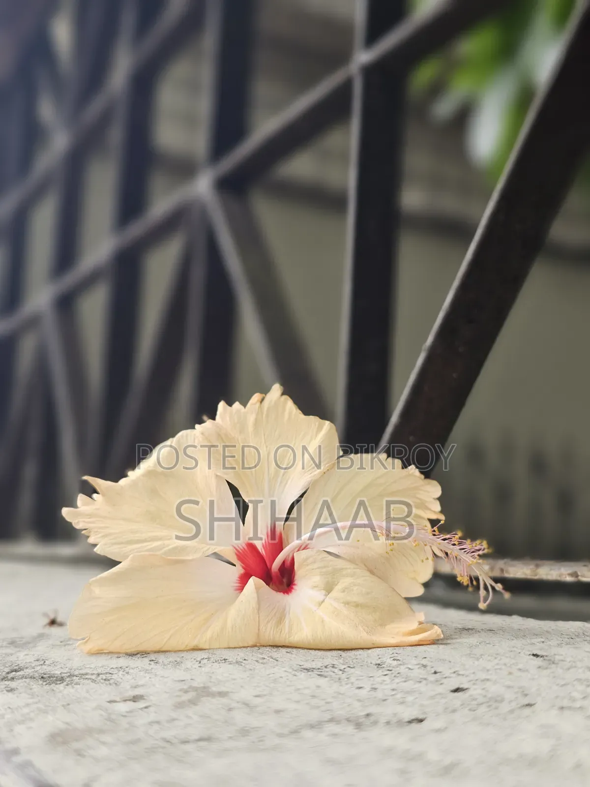 স্যামসাং গ্যালাক্সি এস২৩ আল্ট্রা ৫১২ জিবি গ্রিন