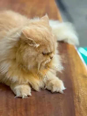 ১+ বছরের মহিলা খাঁটি জাতের পার্সিয়ান