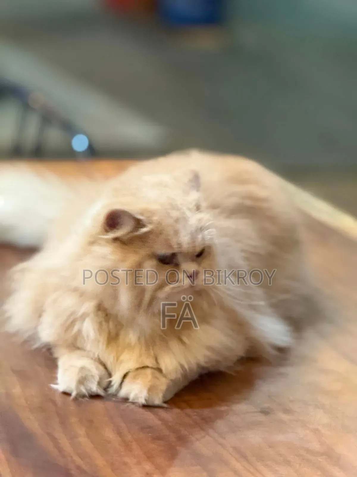 ১+ বছরের মহিলা খাঁটি জাতের পার্সিয়ান