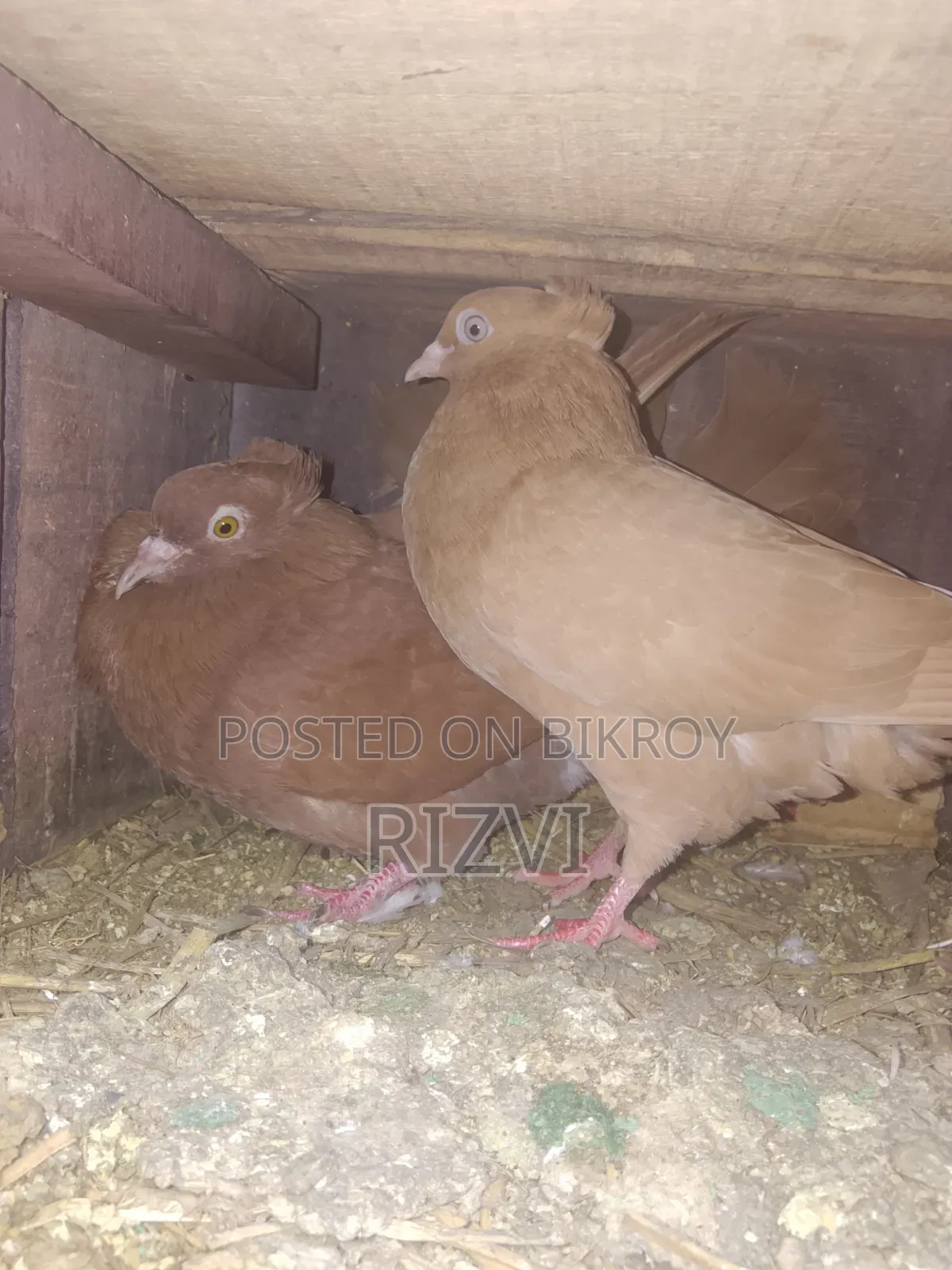 Bombay Pigeon