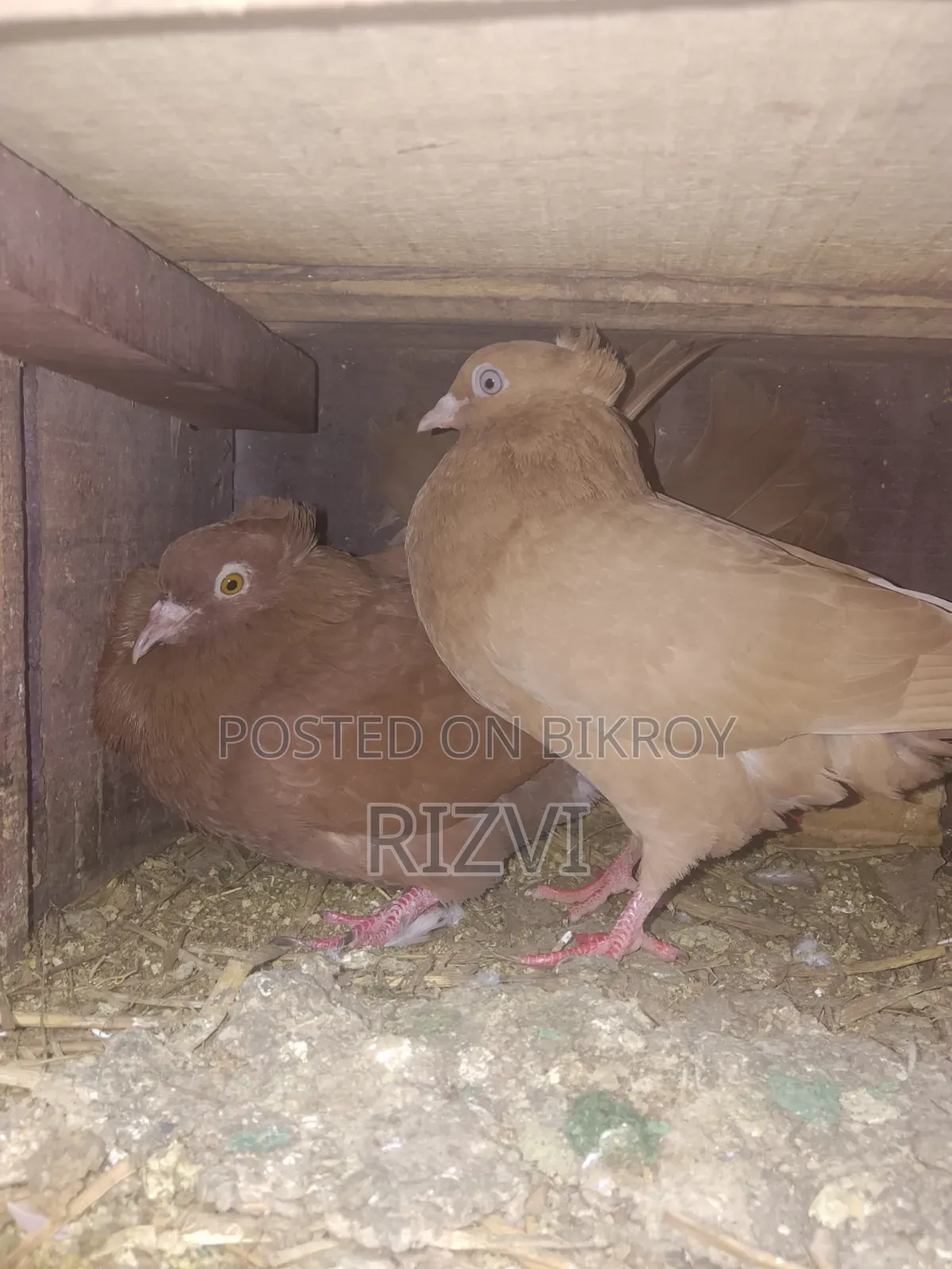 Bombay Pigeon