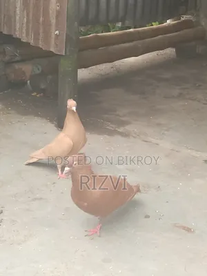 Bombay Pigeon