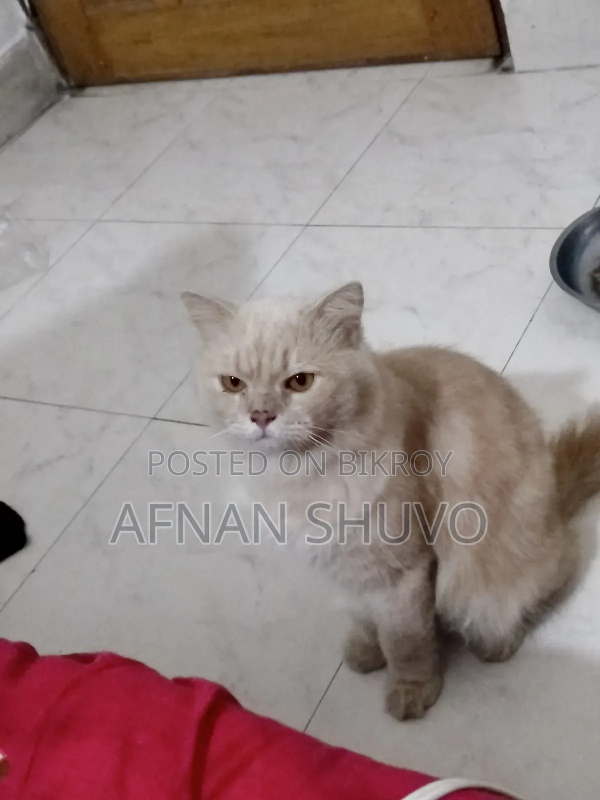 ১+ বছরের পুরুষ খাঁটি পার্সিয়ান বিড়াল