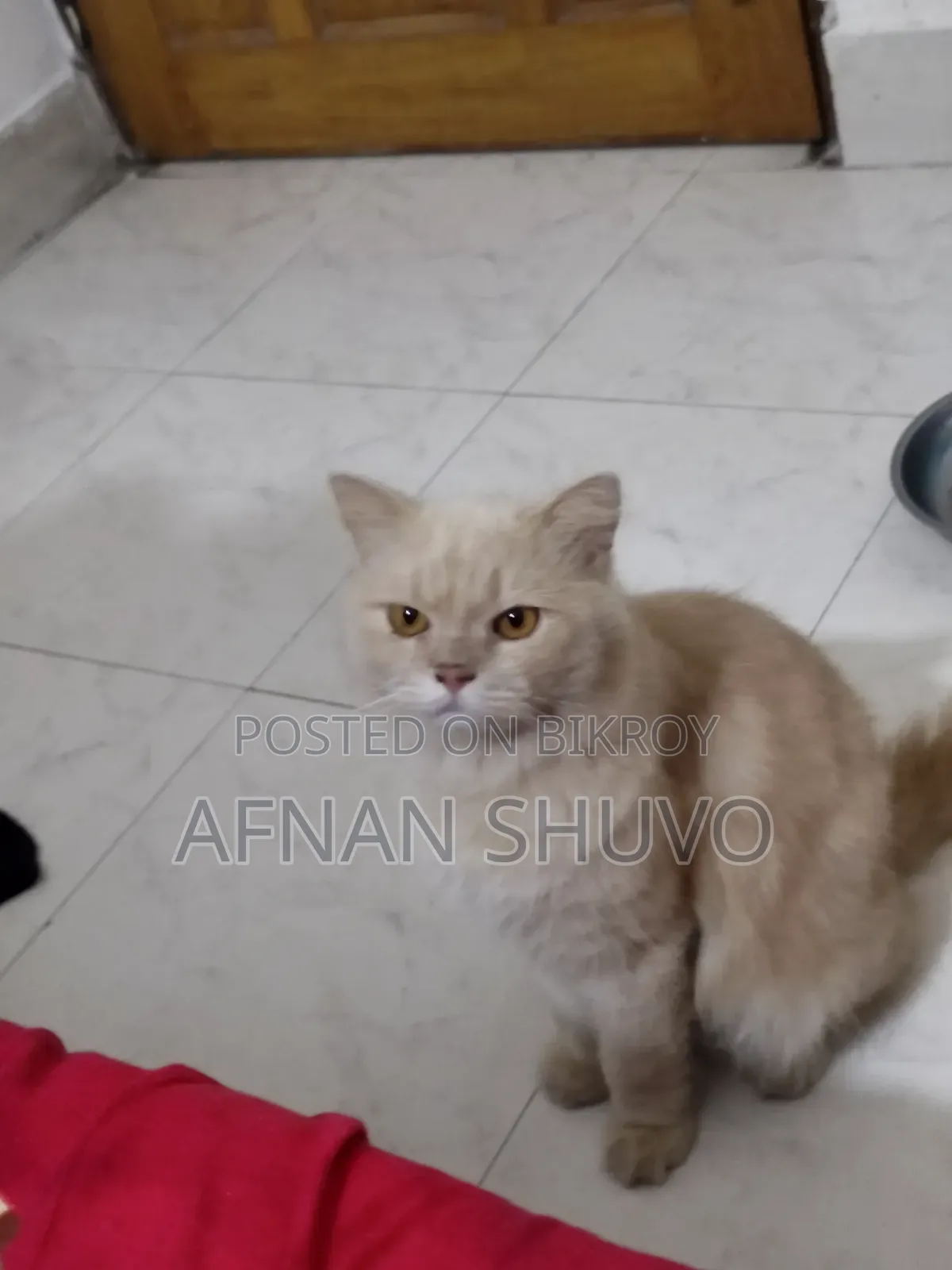 ১+ বছরের পুরুষ খাঁটি পার্সিয়ান বিড়াল