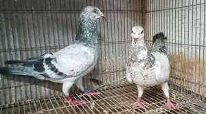 Grejel Pair