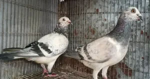 Grejel Pair