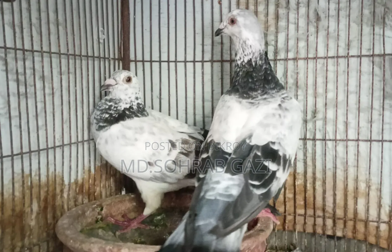Grejel Pair