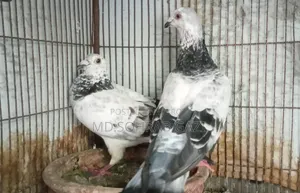 Grejel Pair