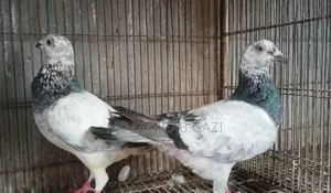 Grejel Pair