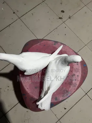 Pigeon Squabs