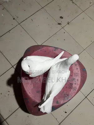 Pigeon Squabs
