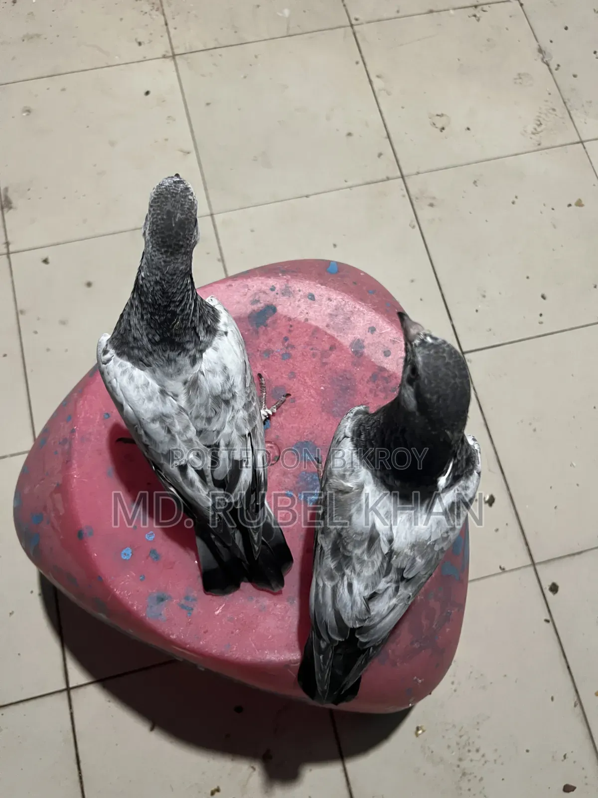 Pigeon Squabs
