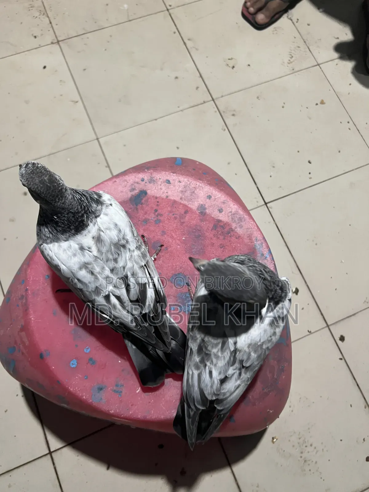 Pigeon Squabs