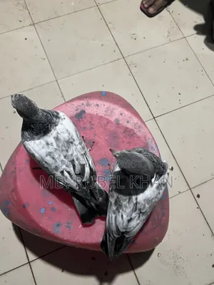 Pigeon Squabs