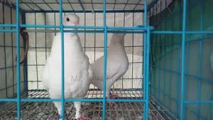 King Pigeon