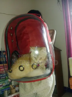 Cat bag for sale