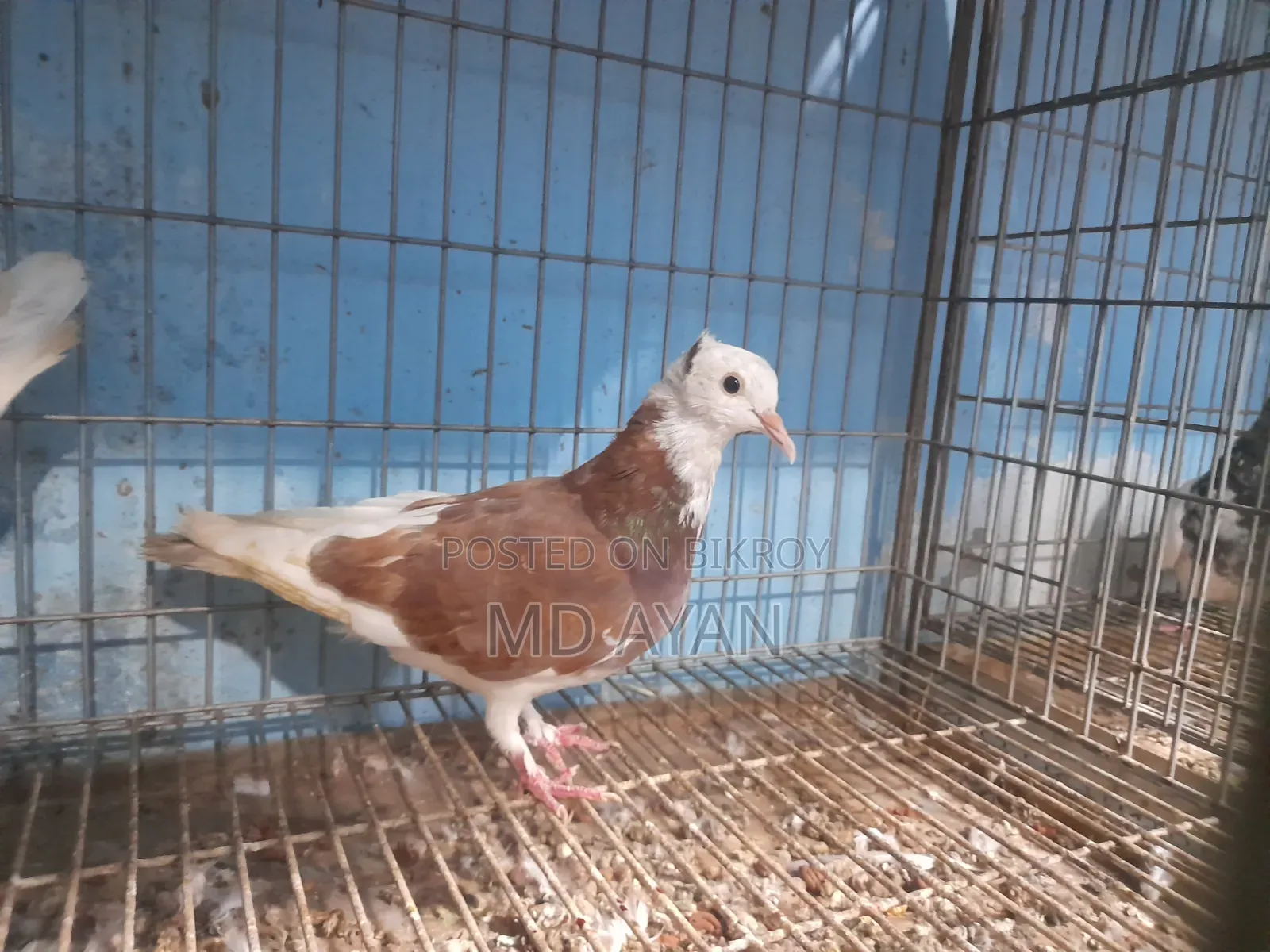 Raj Golla Female Pigeon