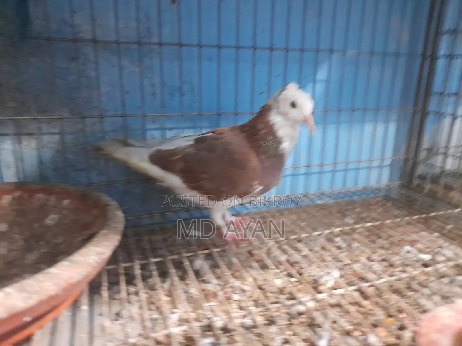 Raj Golla Female Pigeon