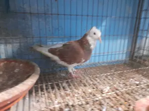 Raj Golla Female Pigeon