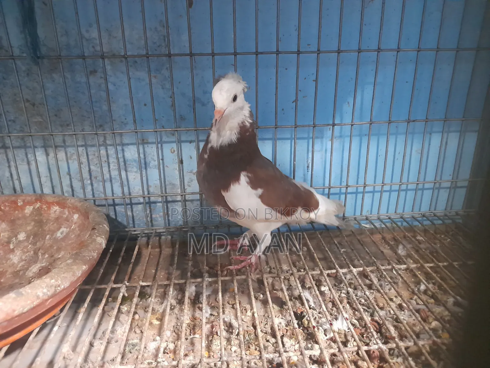Raj Golla Female Pigeon