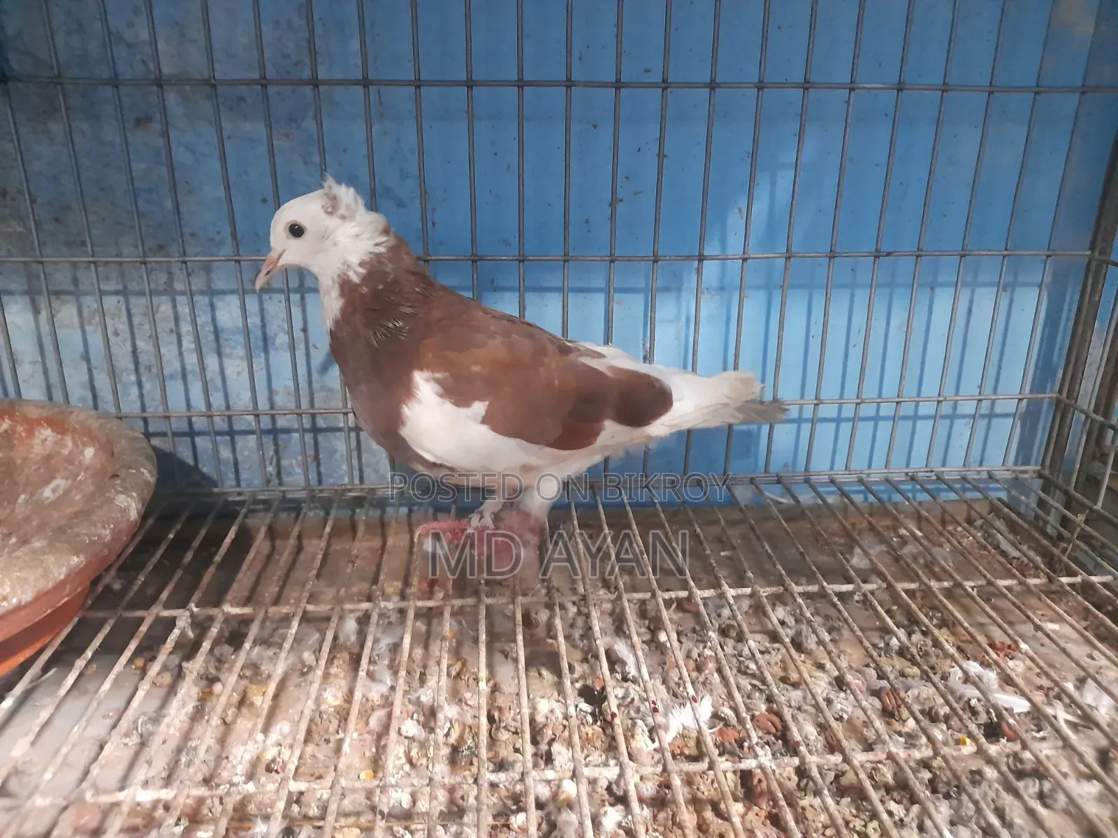 Raj Golla Female Pigeon