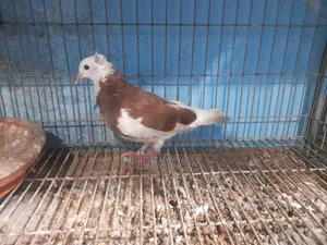 Raj Golla Female Pigeon