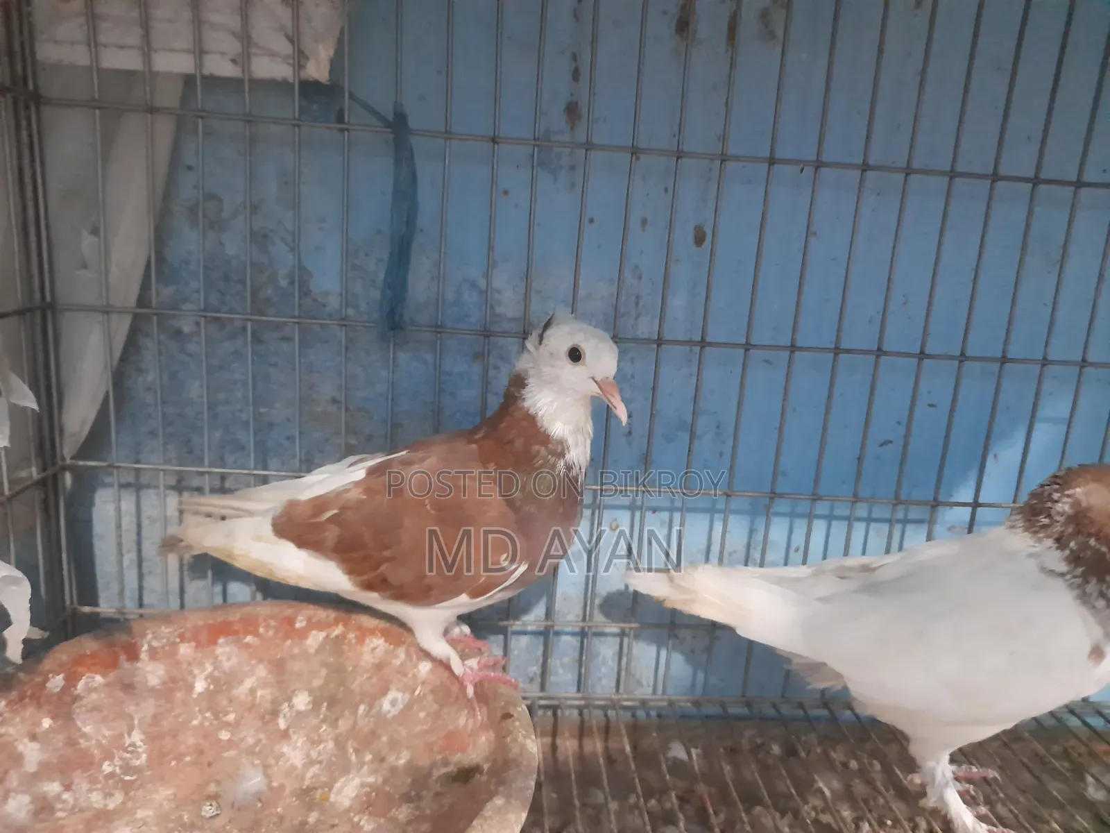 Raj Golla Female Pigeon
